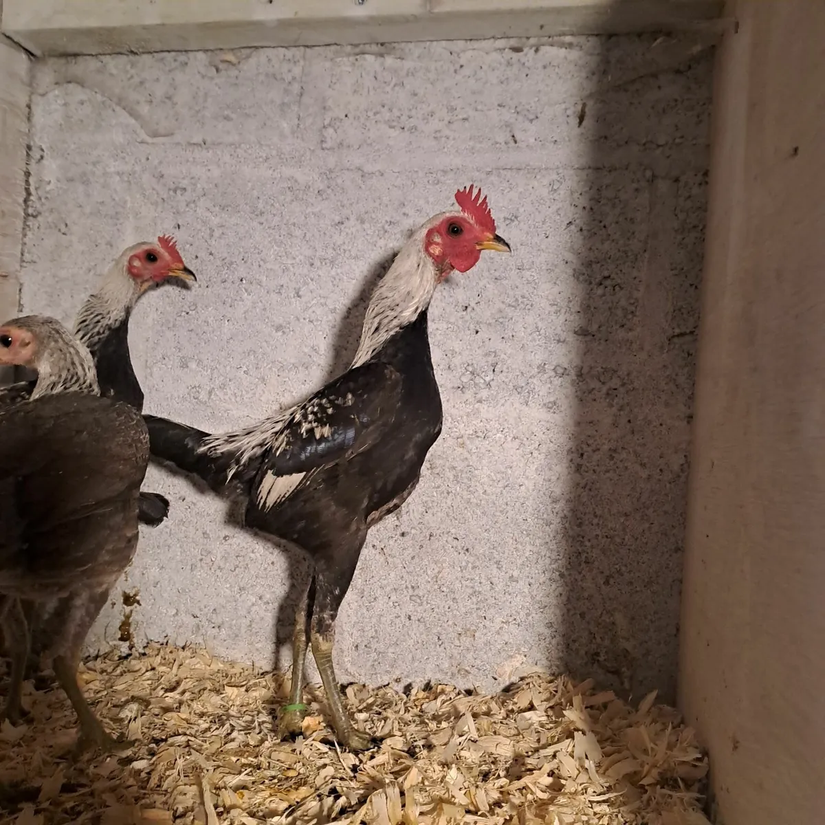 Morden game - Image 1