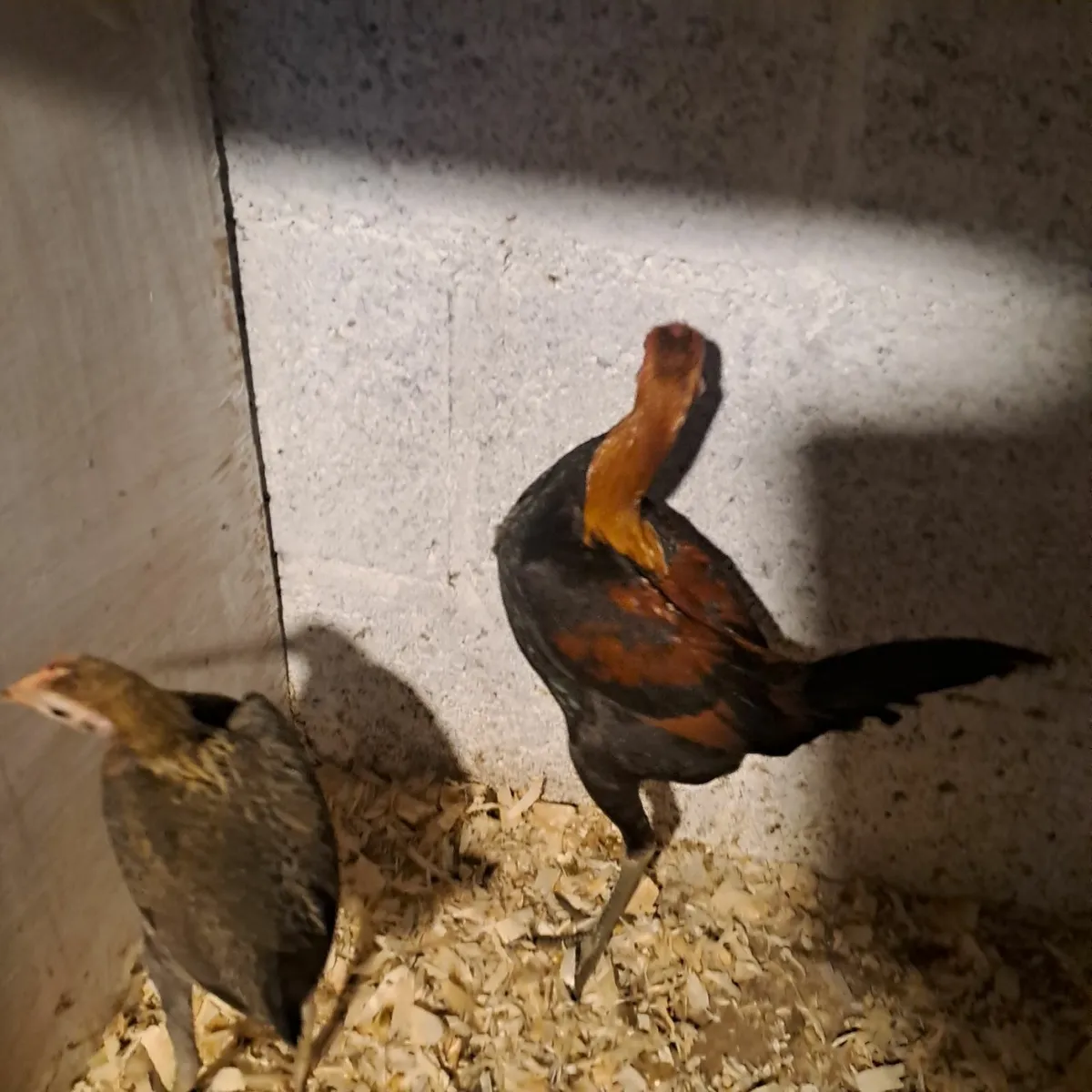 Morden game - Image 2