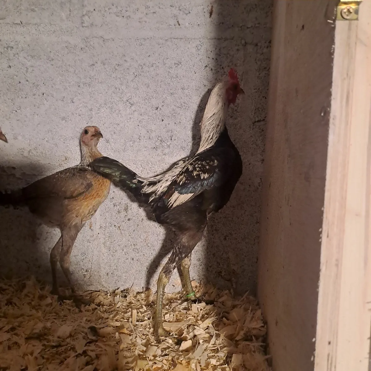 Morden game - Image 3