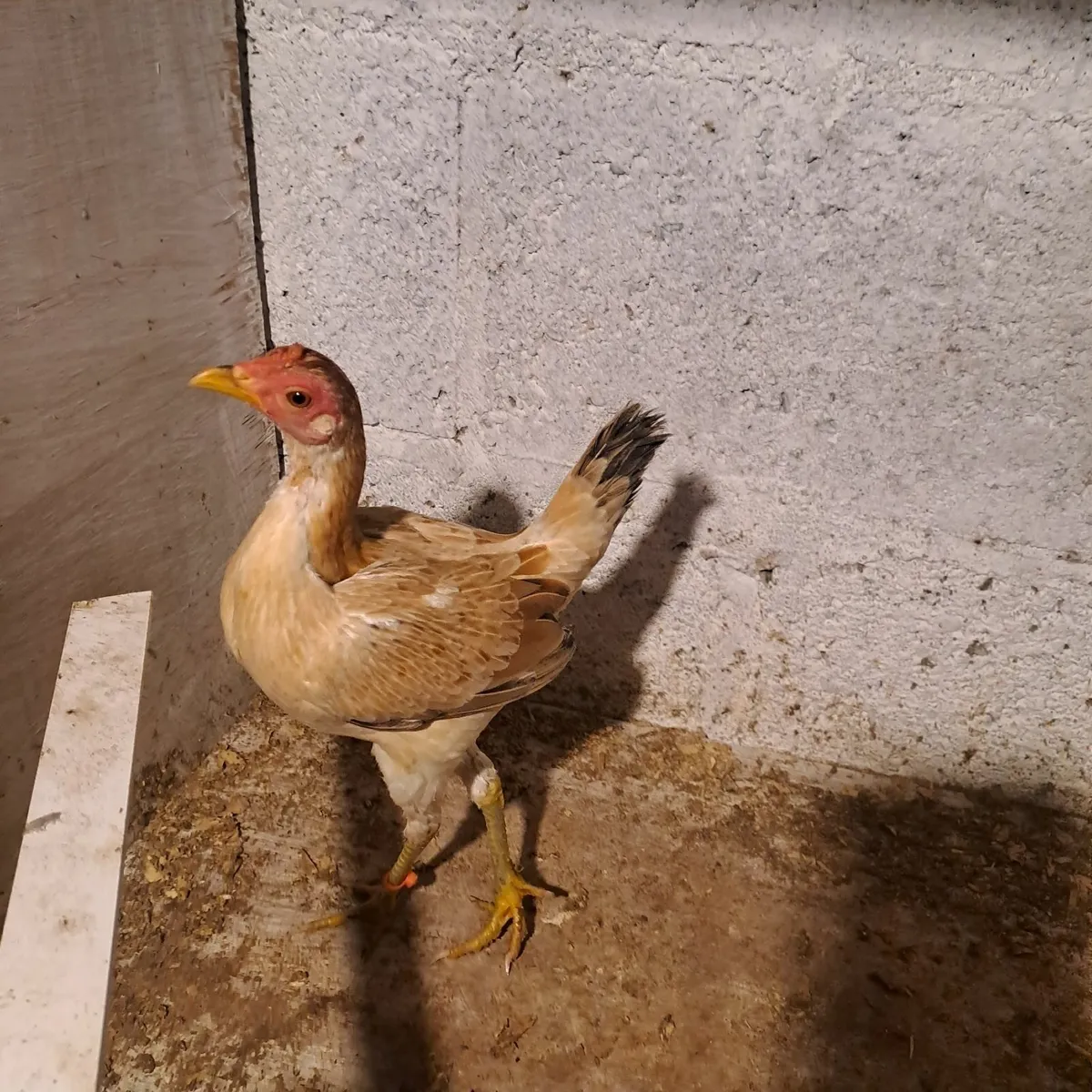 Morden game - Image 4