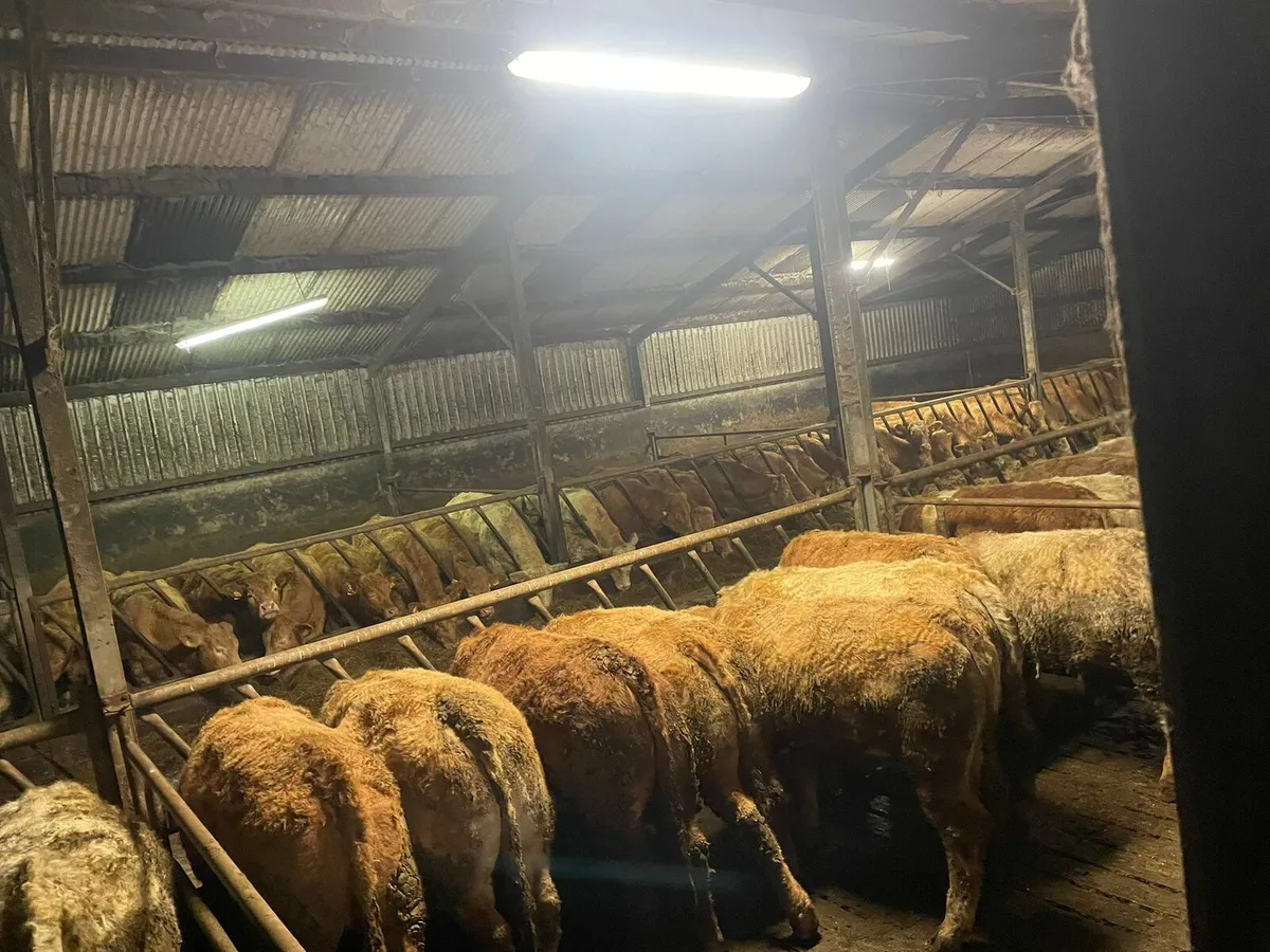 100 Charolais Bullocks - Image 1