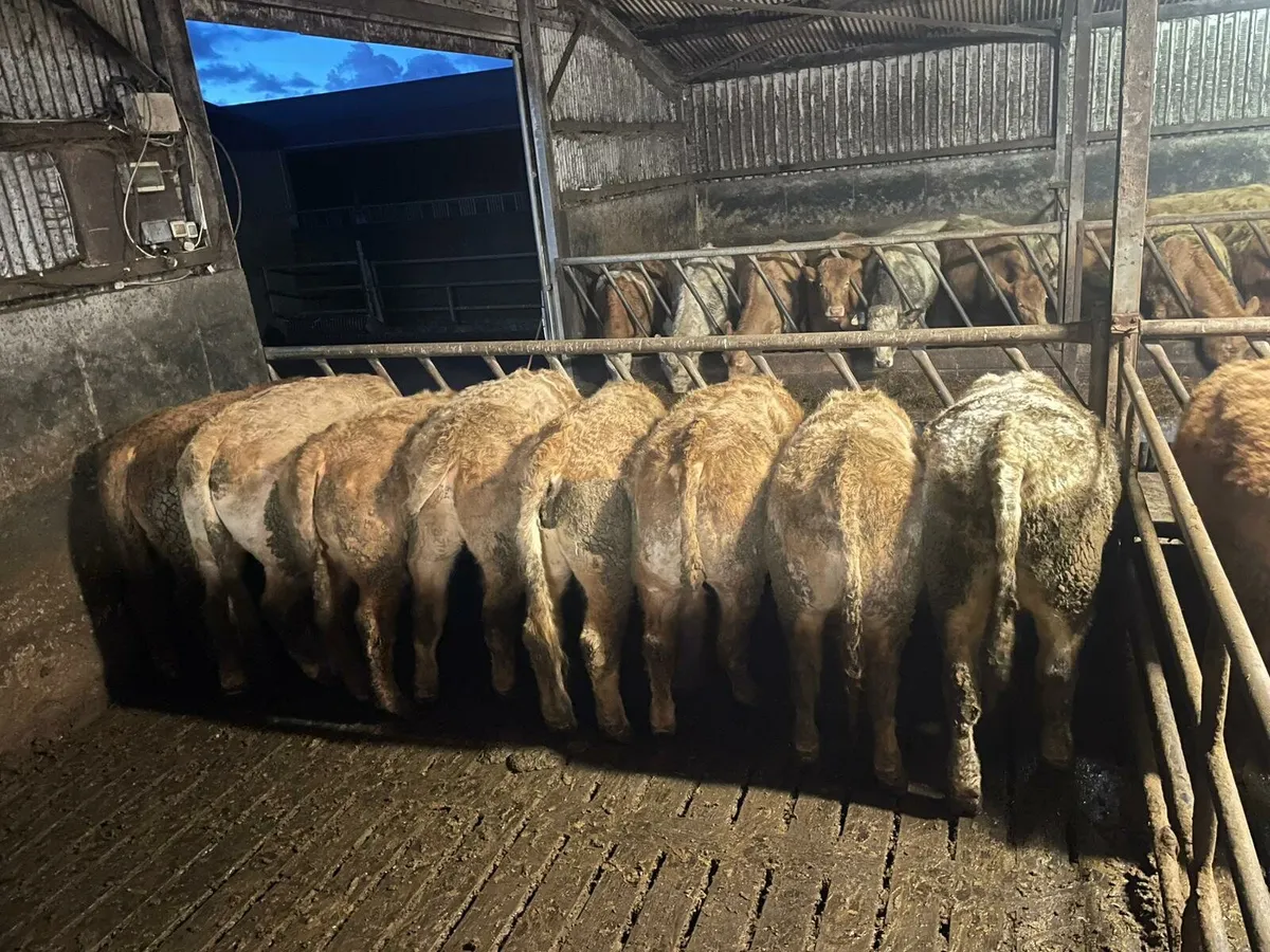 100 Charolais Bullocks - Image 3