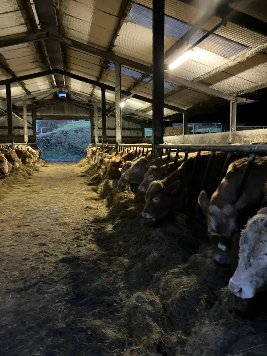 100 Charolais Bullocks - Image 4