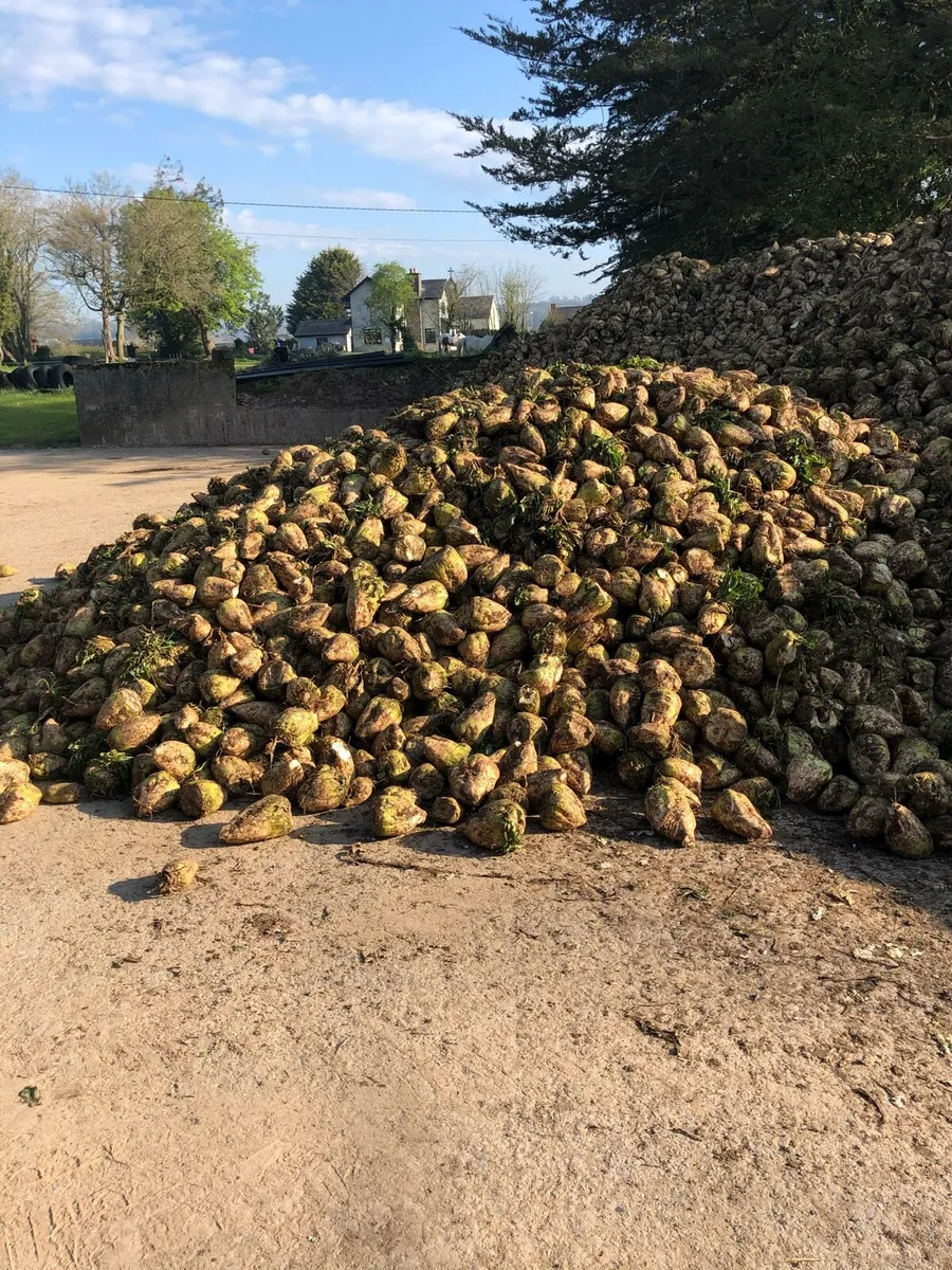 Fodder Beet - Image 1