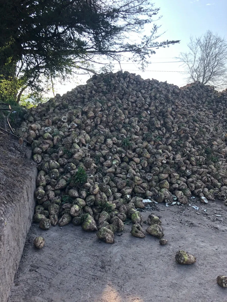 Fodder Beet - Image 2