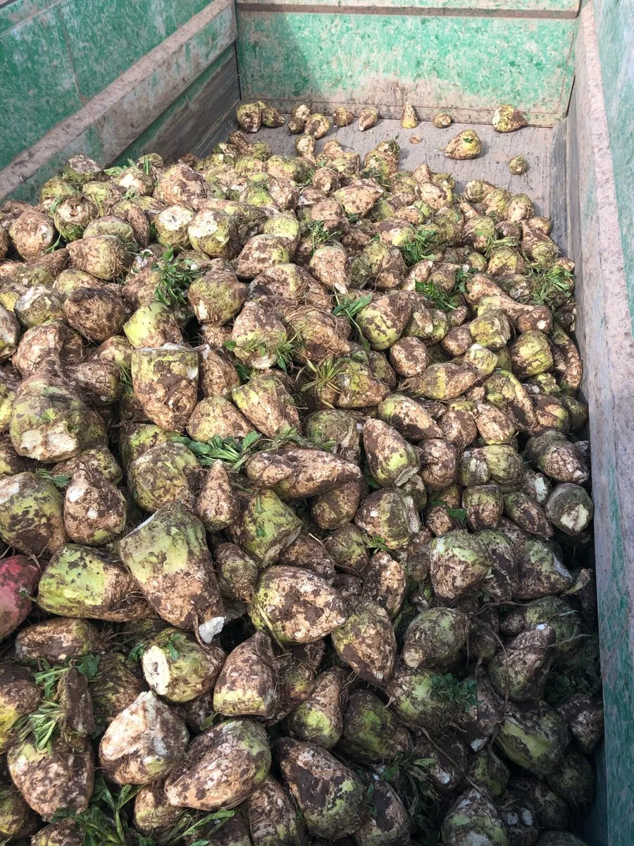 Fodder Beet - Image 3