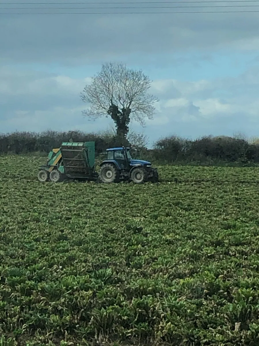 Fodder Beet - Image 4