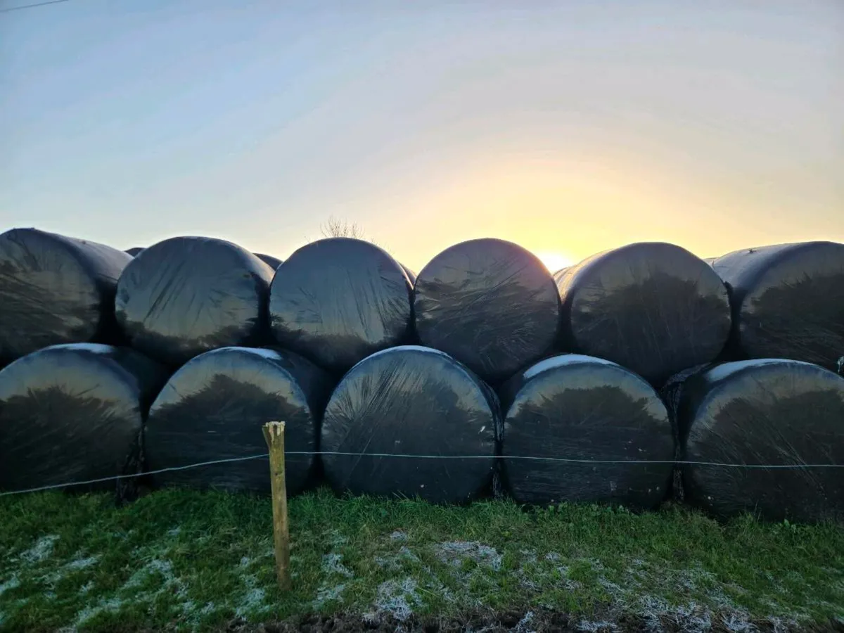 Haylage bales - Image 2