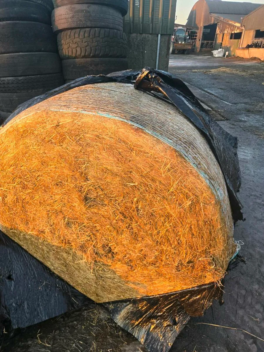 Haylage bales - Image 3