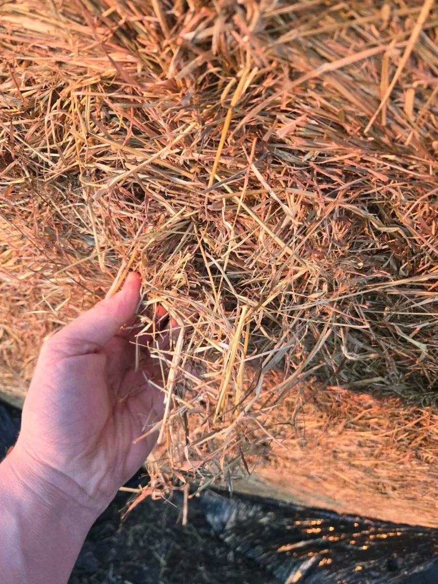 Haylage bales - Image 4