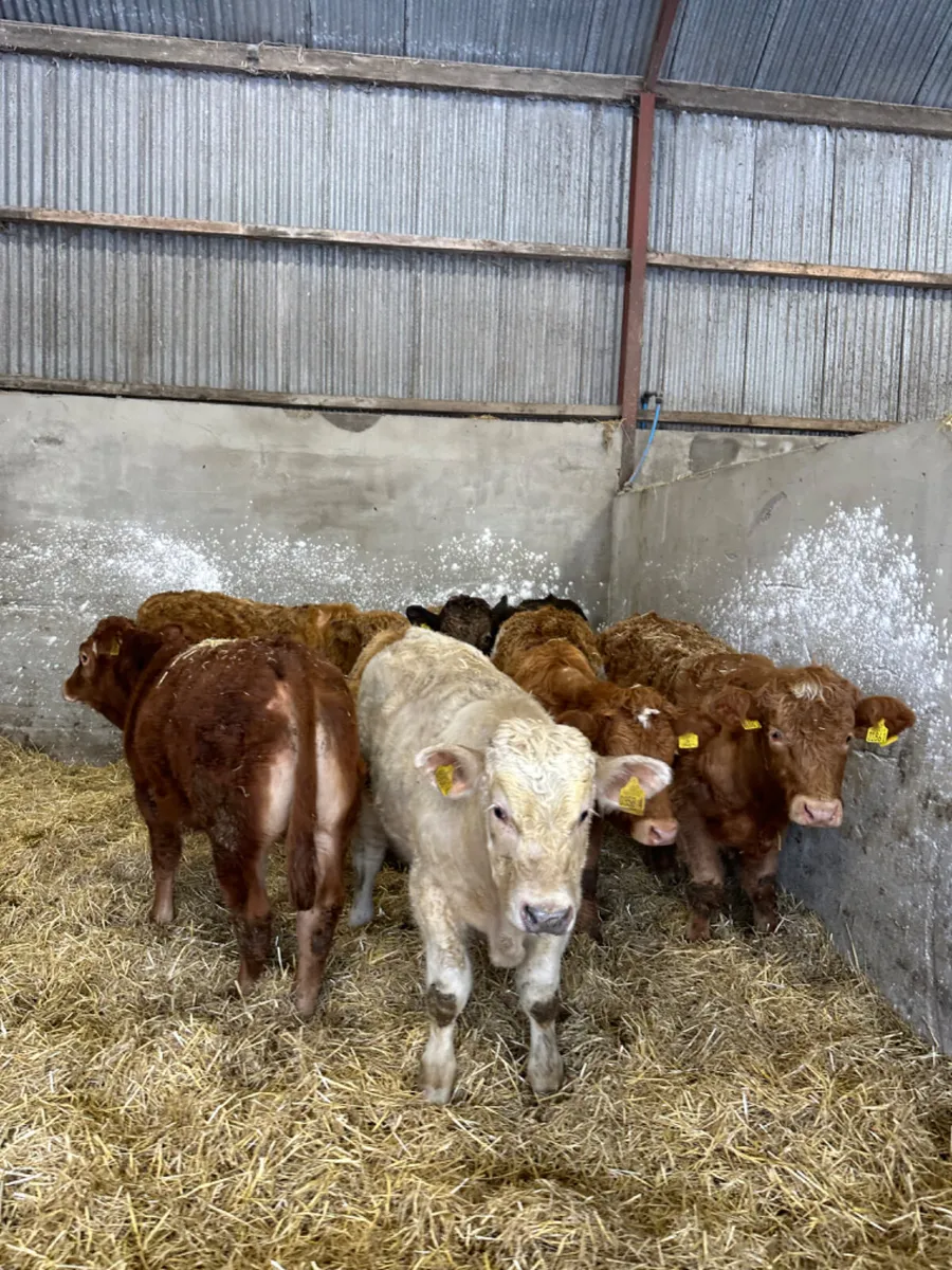 Charolais and lim bullocks - Image 1