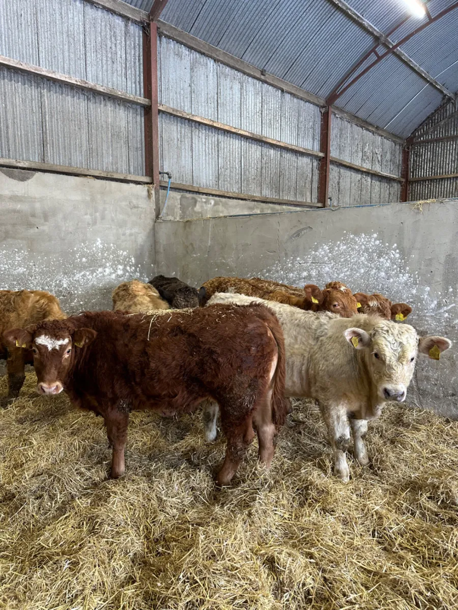 Charolais and lim bullocks - Image 3