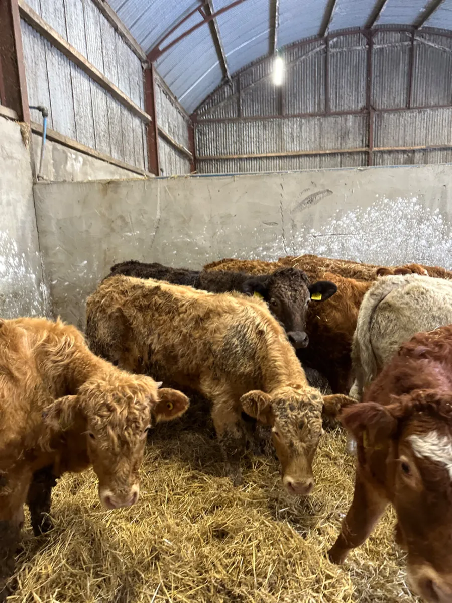 Charolais and lim bullocks - Image 4