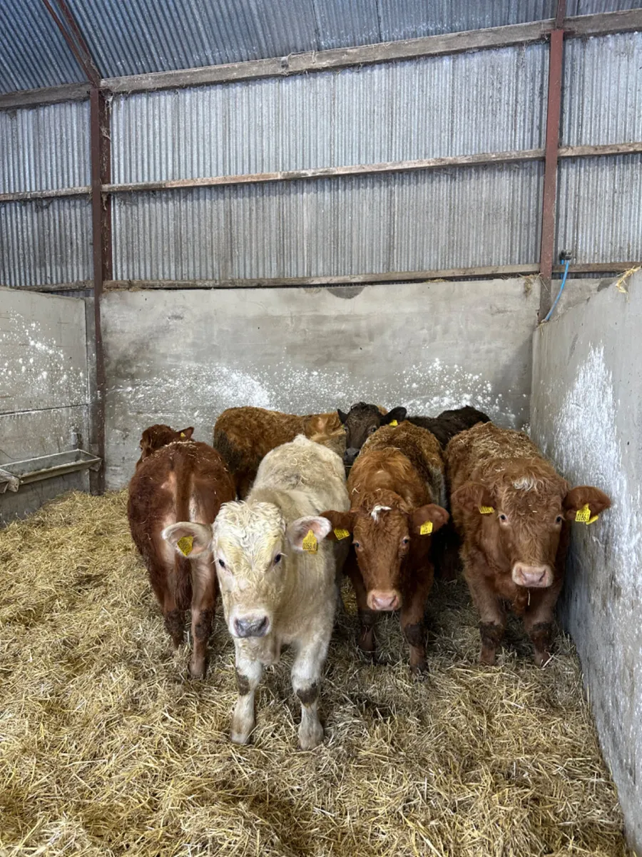 Charolais and lim bullocks - Image 2