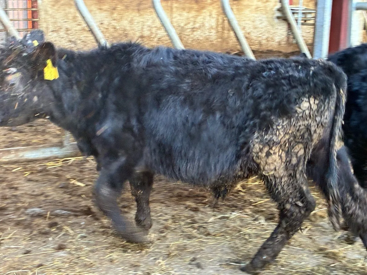 8 Angus bull weanlings for sale - Image 2