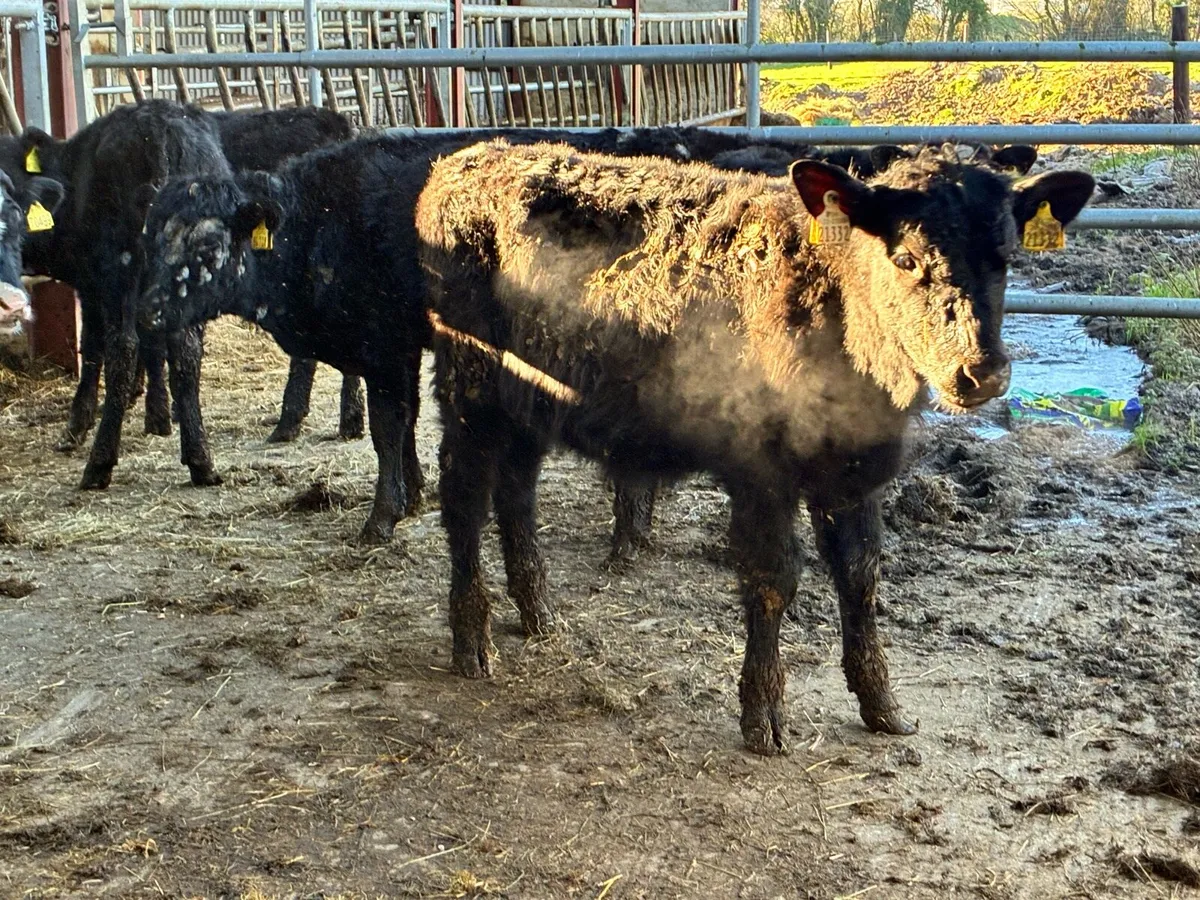 8 Angus bull weanlings for sale - Image 1