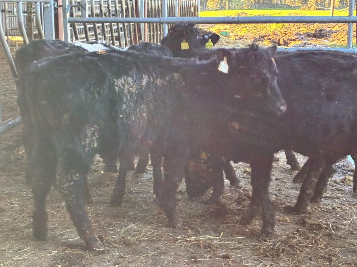 8 Angus bull weanlings for sale - Image 3