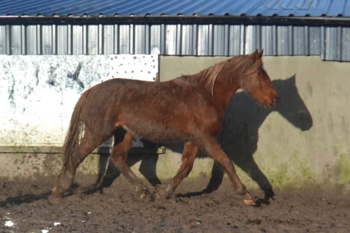 Draught gelding - Image 1