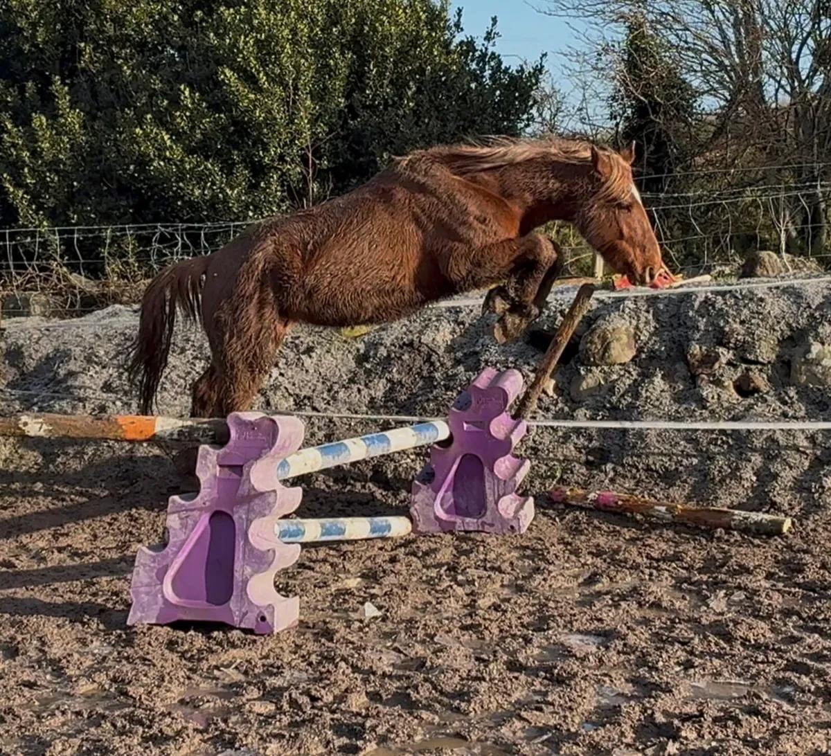 Draught gelding - Image 2