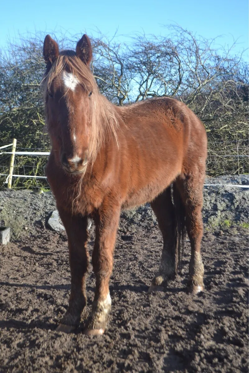 Draught gelding - Image 3