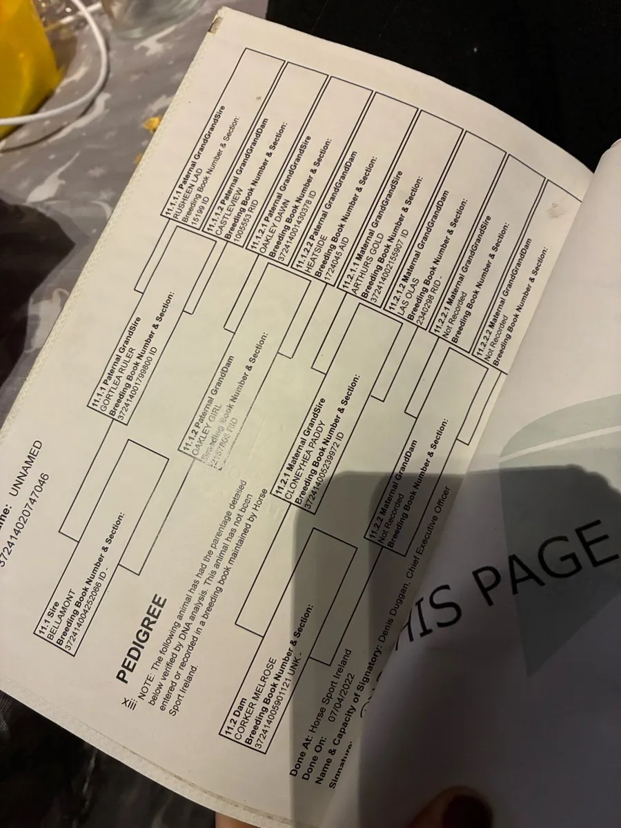 Draught gelding - Image 4