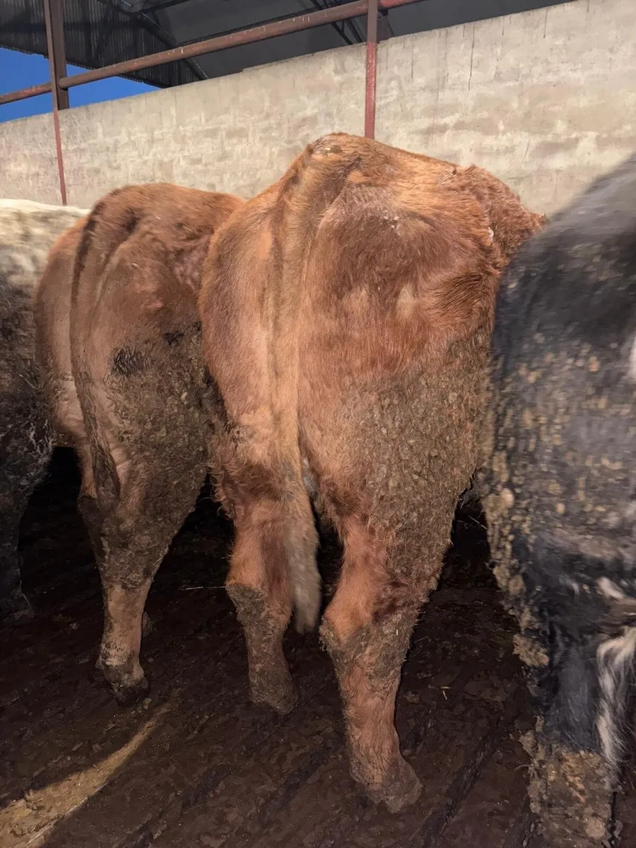 """Roan Heifer""" - Image 3