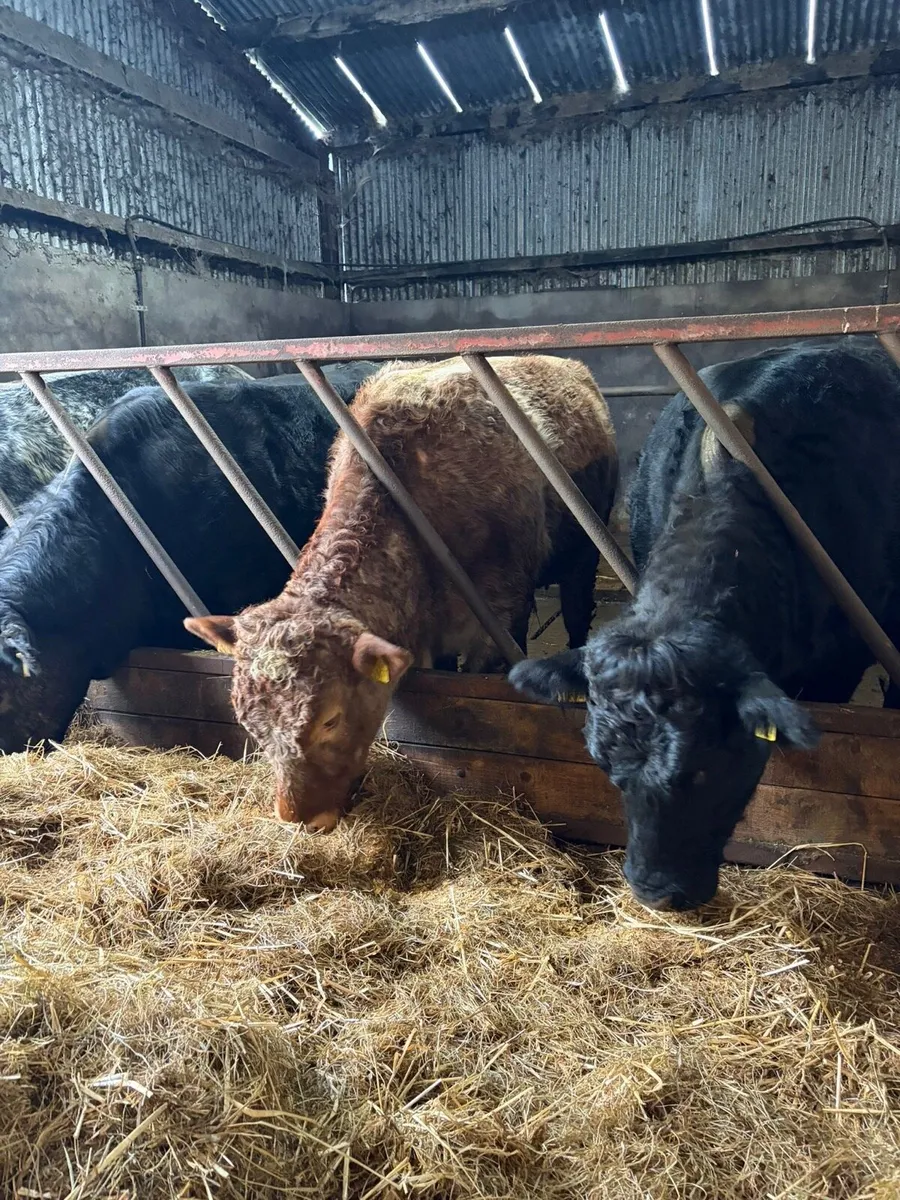 """Roan Heifer""" - Image 2