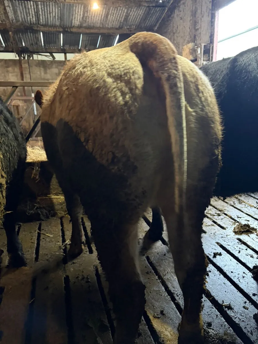 """Roan Heifer""" - Image 1