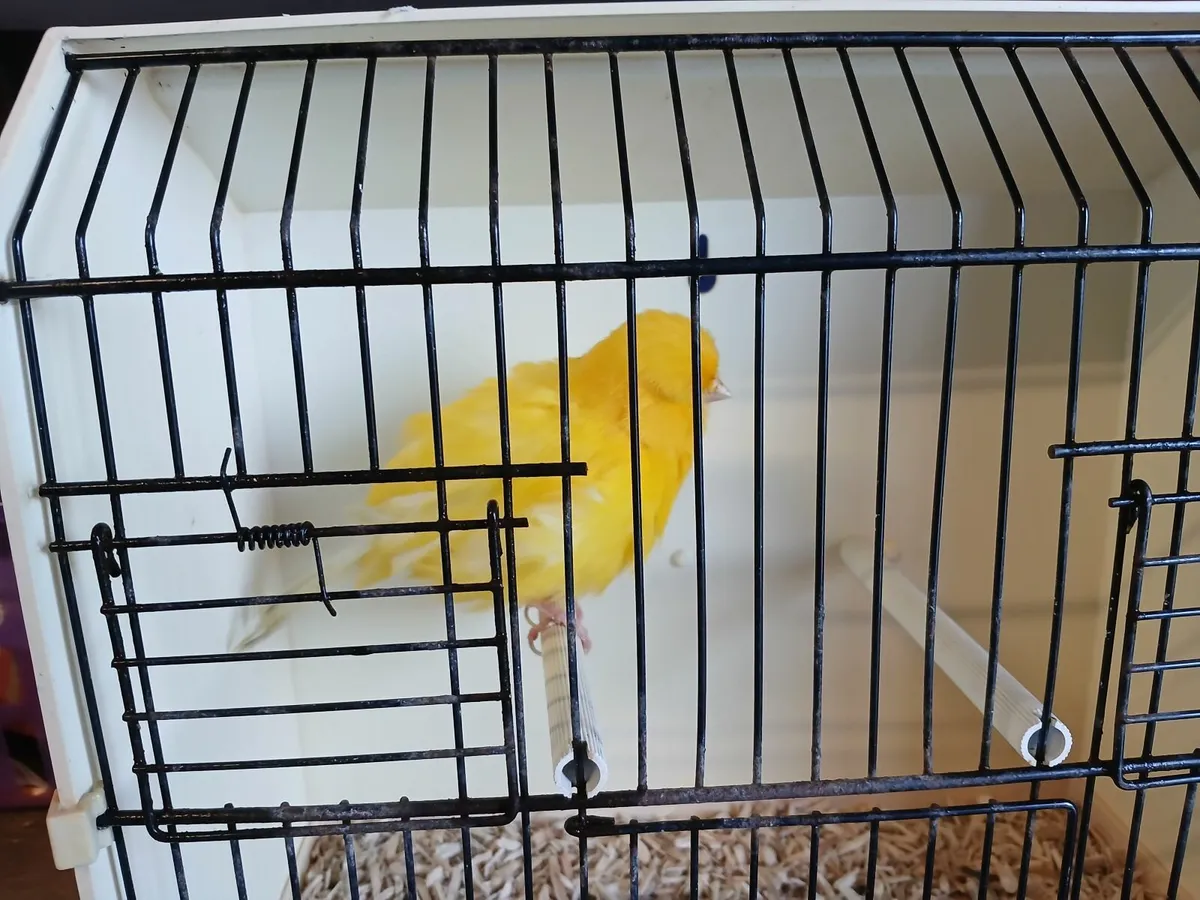 Norwich canaries - Image 1