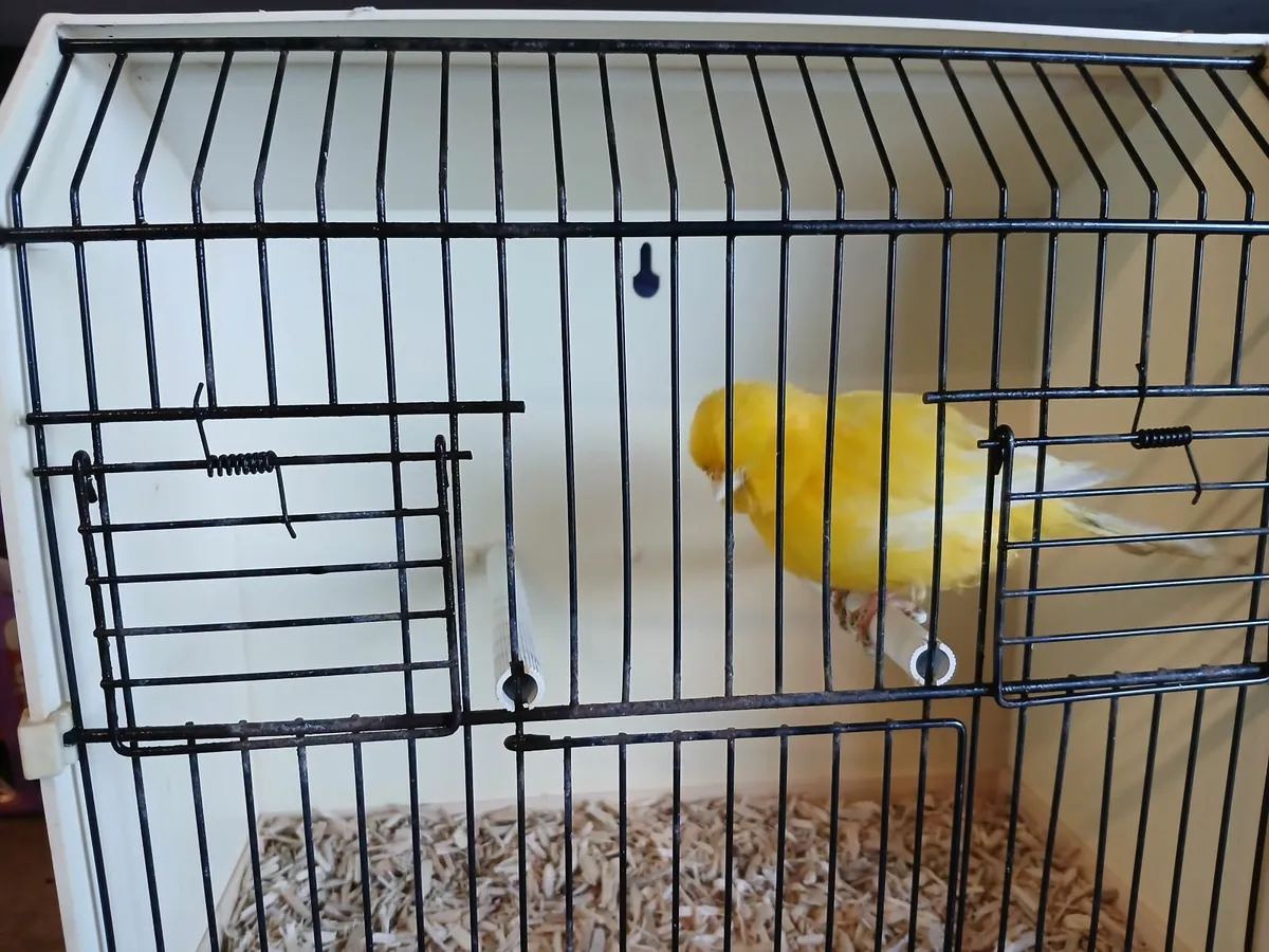 Norwich canaries - Image 2