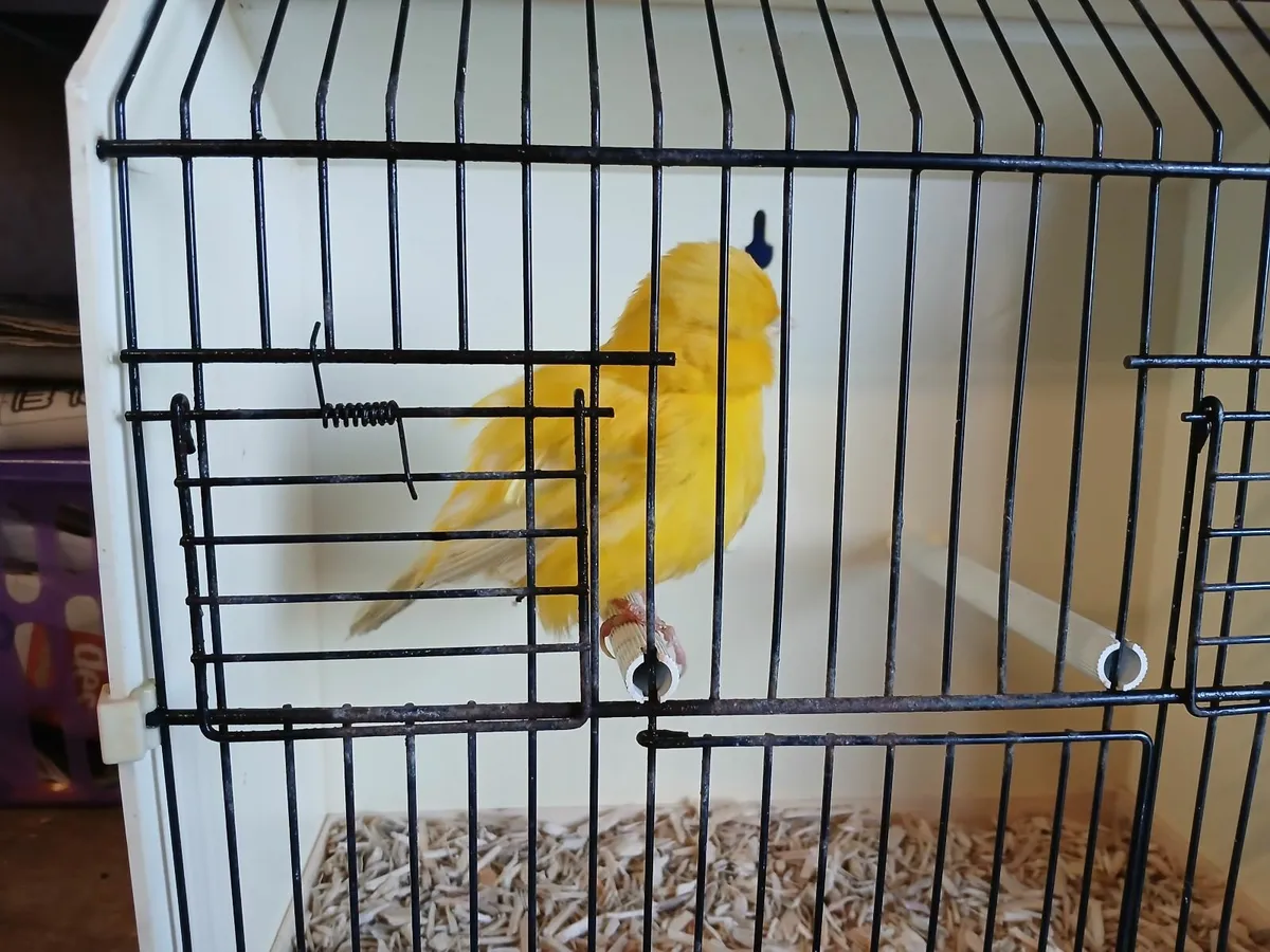 Norwich canaries - Image 3