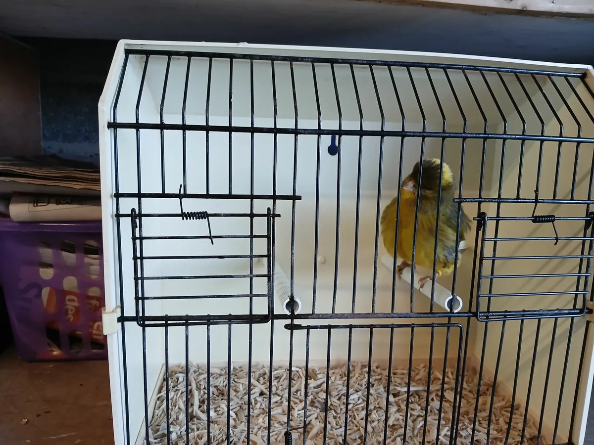 Norwich canaries - Image 4