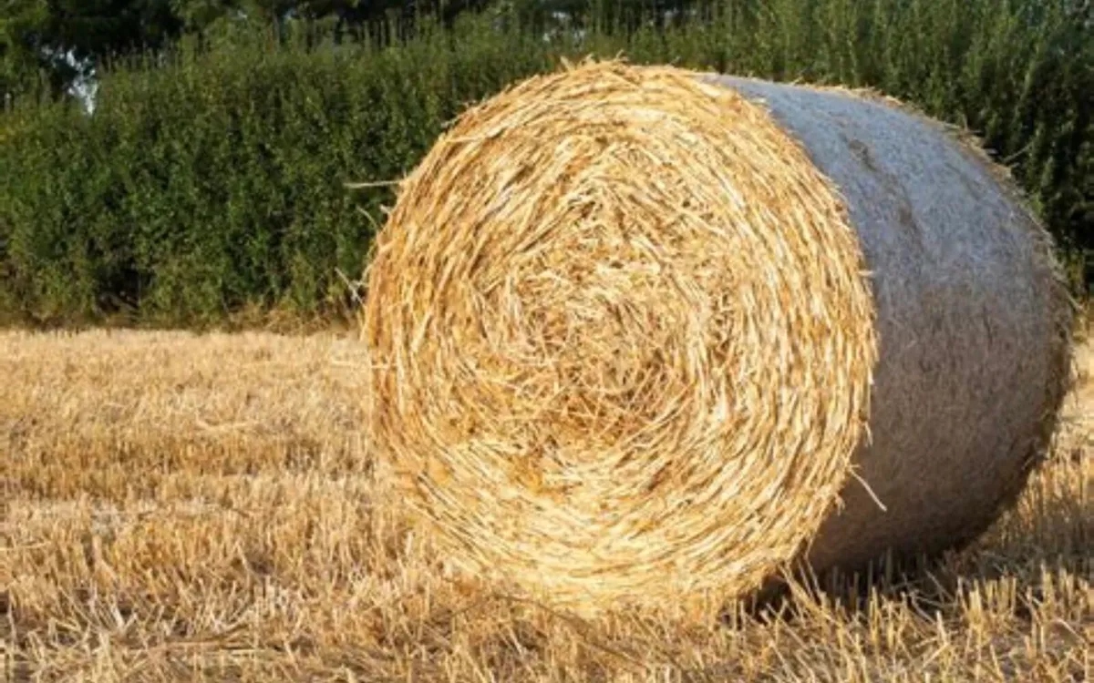 Barley straw and hay