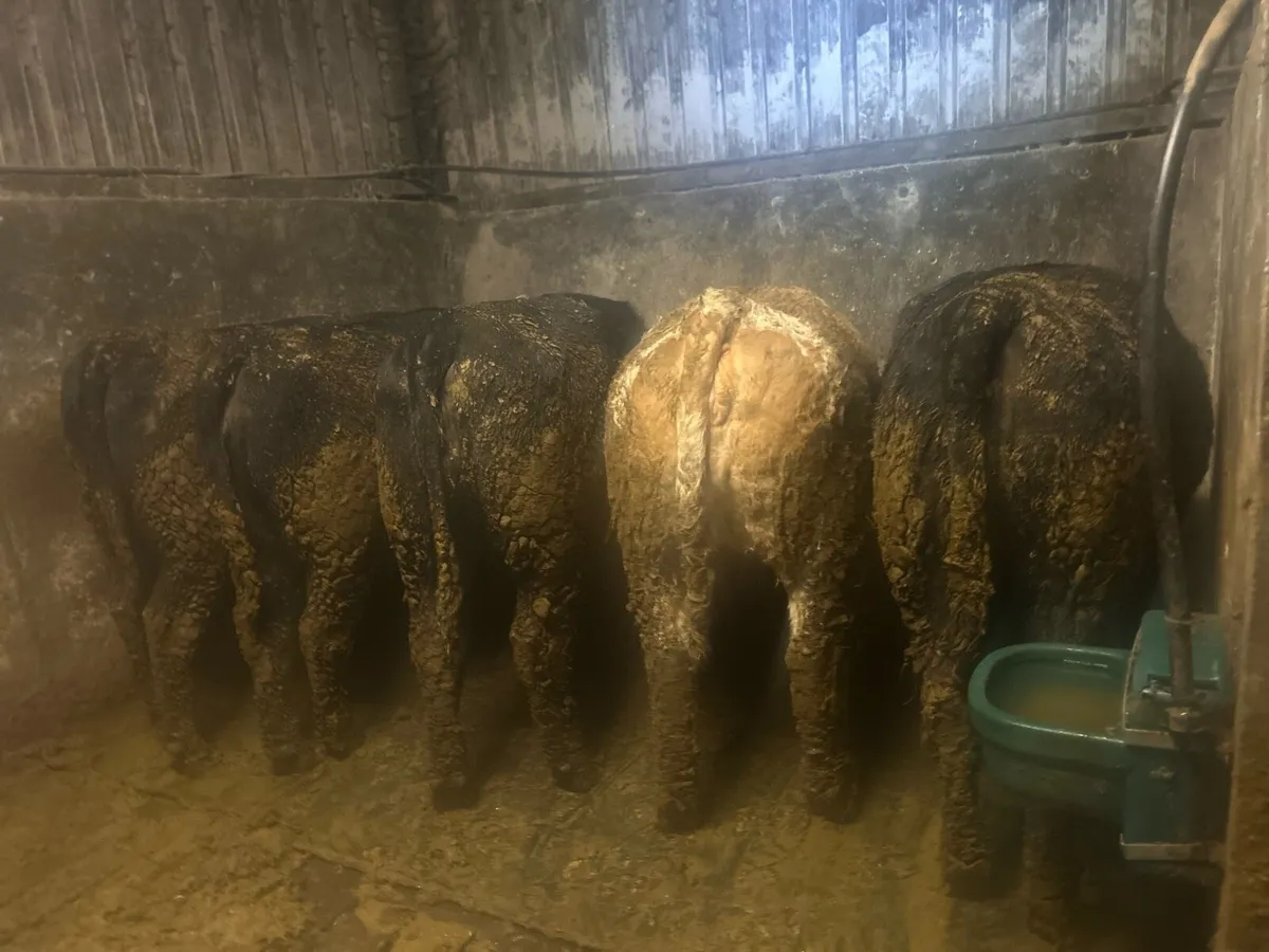 Heifer’s - Image 1