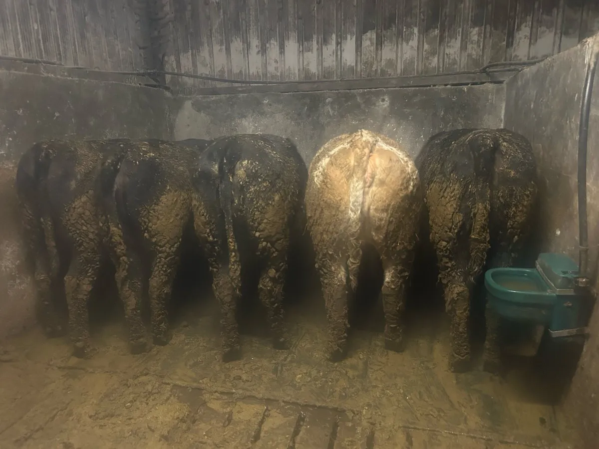 Heifer’s - Image 2