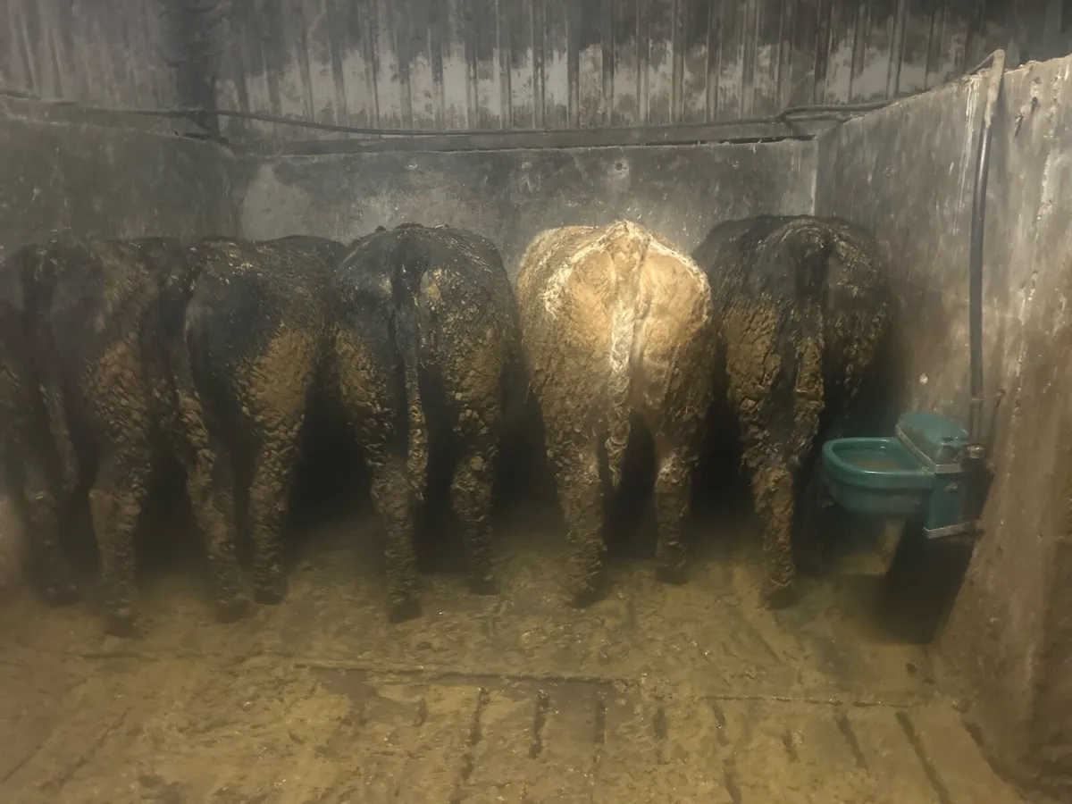 Heifer’s - Image 3