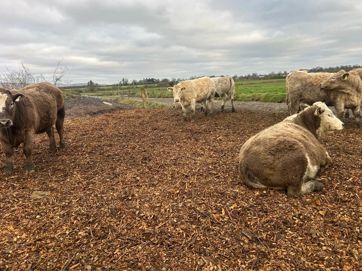 Heifer’s - Image 4