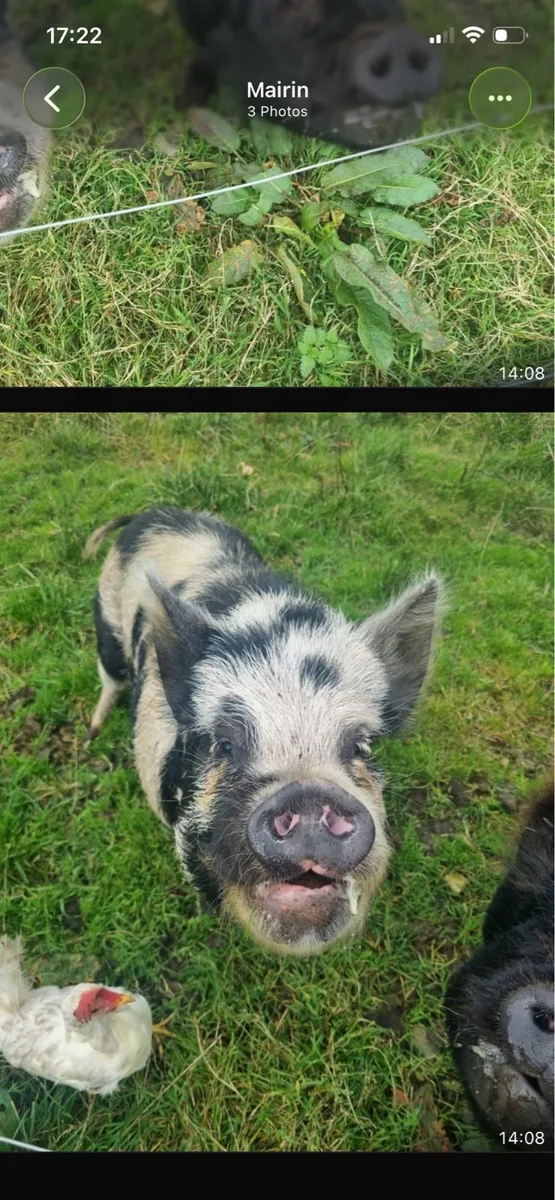 Pigs - Image 2