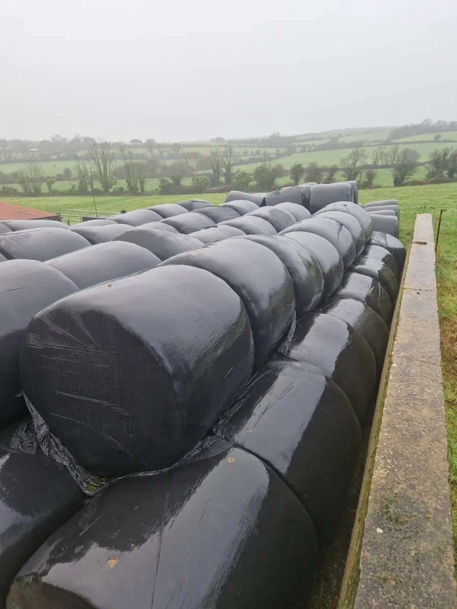 Silage Bales for Sale - Image 2