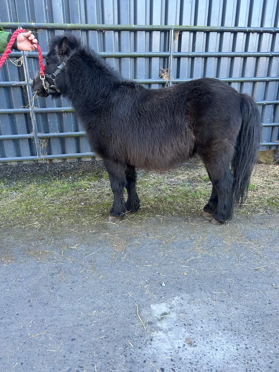 Teaser pony sold with trial run - Image 1