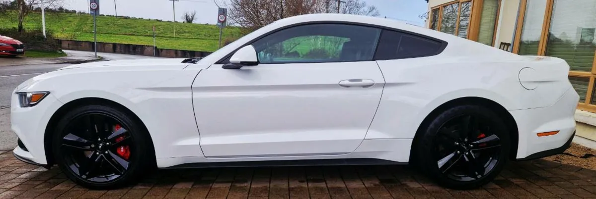 Mustang Absolutely Stunning - Image 3