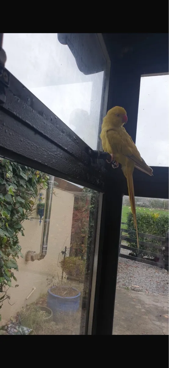 Handtame Indian Ringneck - Image 2