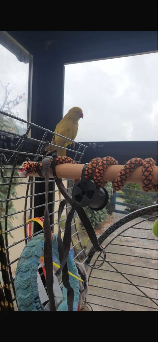 Handtame Indian Ringneck - Image 4