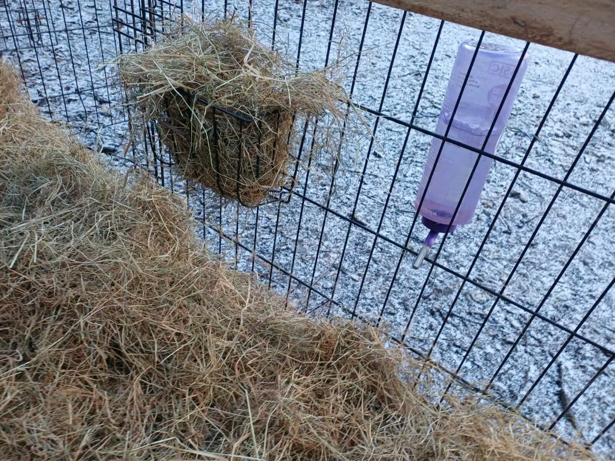 Rabbit hutch - Image 3