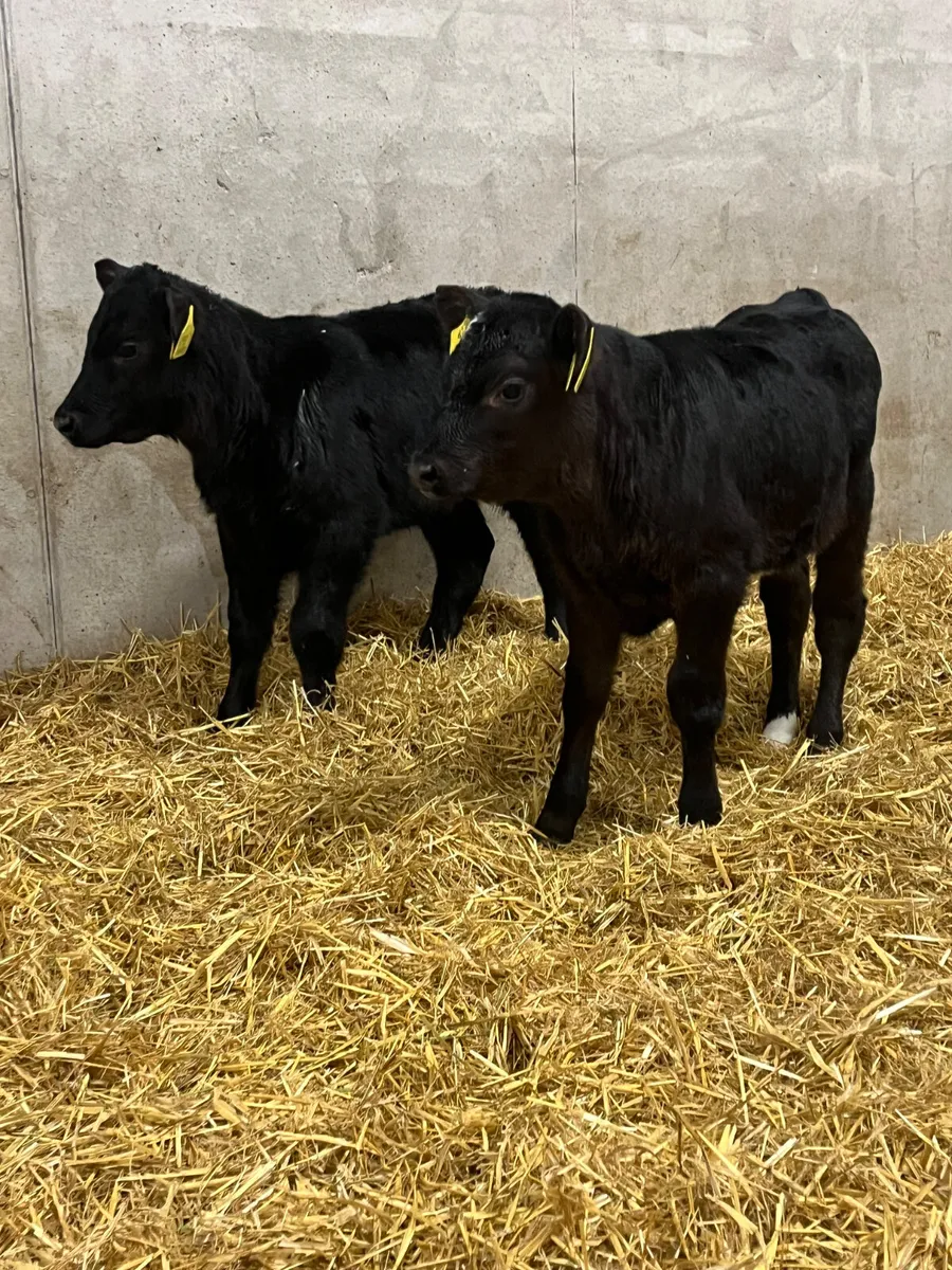 6 Angus & Belgian Blue Heifer Calves - Image 2