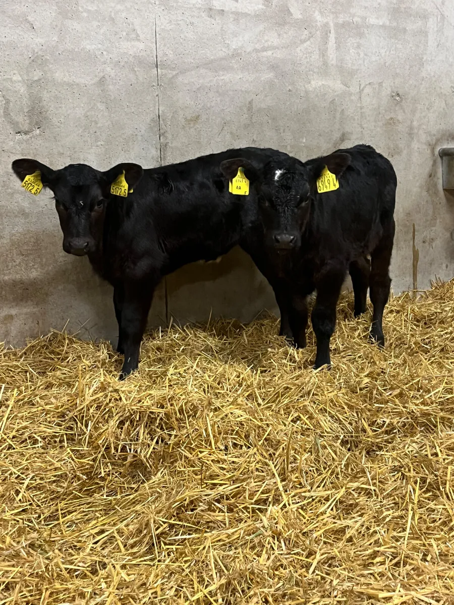 6 Angus & Belgian Blue Heifer Calves - Image 3