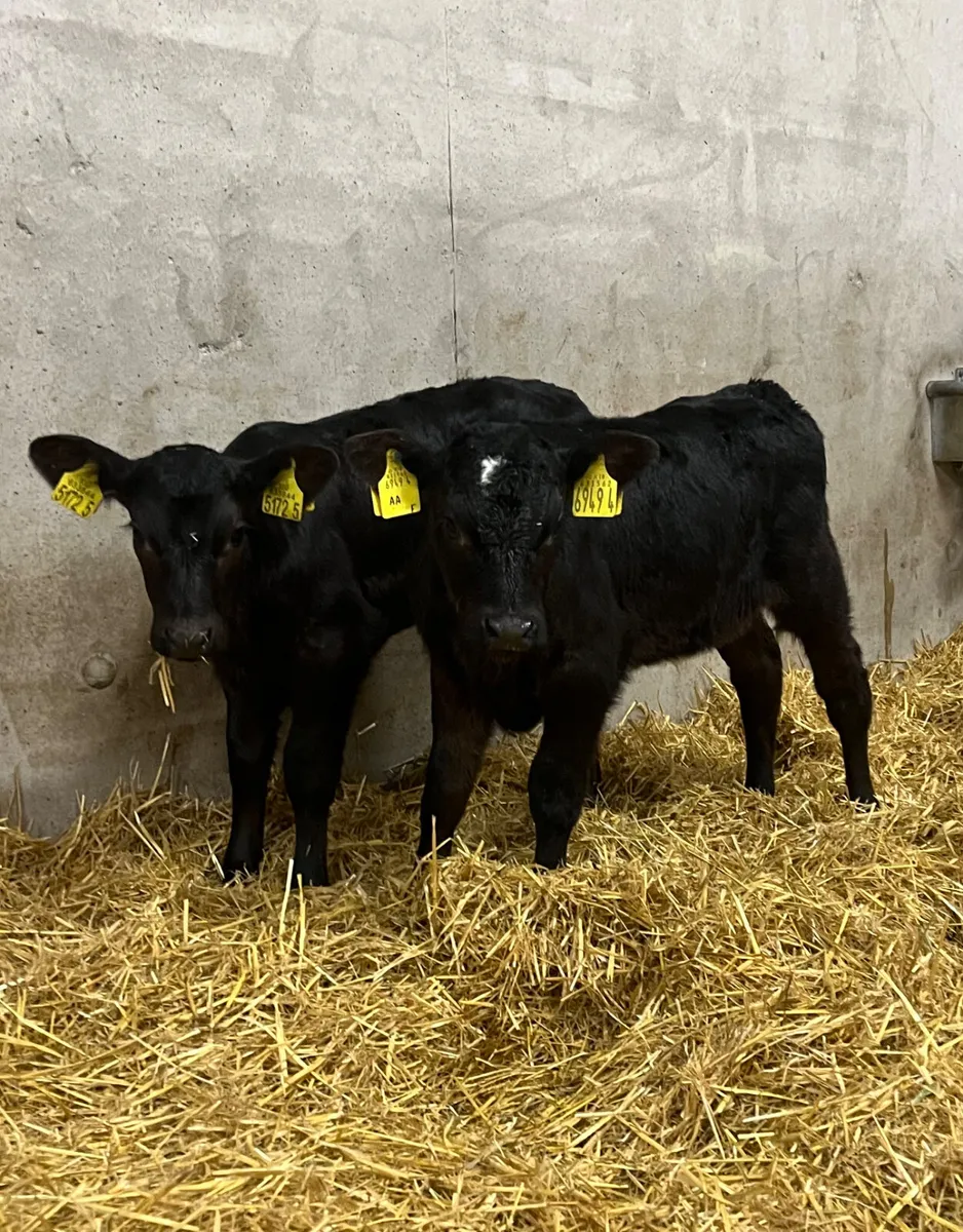 6 Angus & Belgian Blue Heifer Calves - Image 4