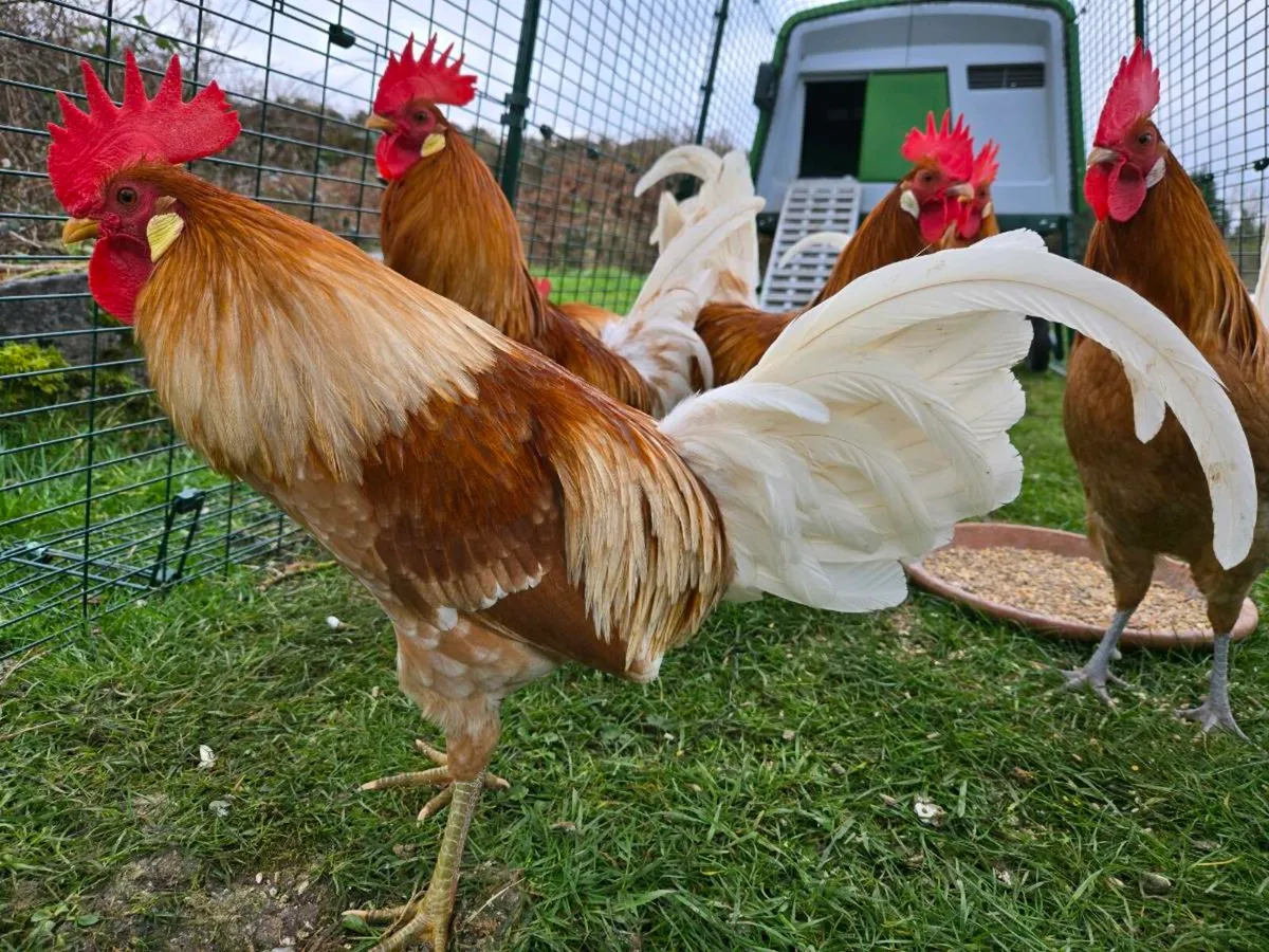 Rare Friesian Cockerells - Image 2