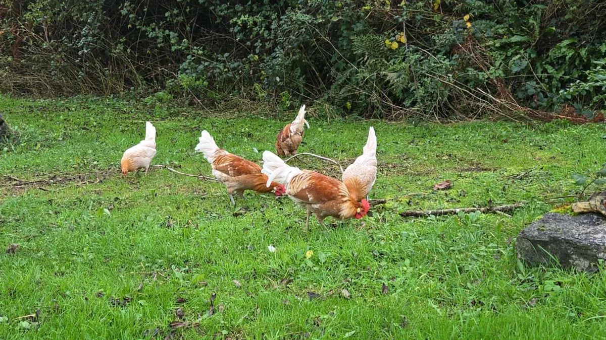 Rare Friesian Cockerells - Image 3