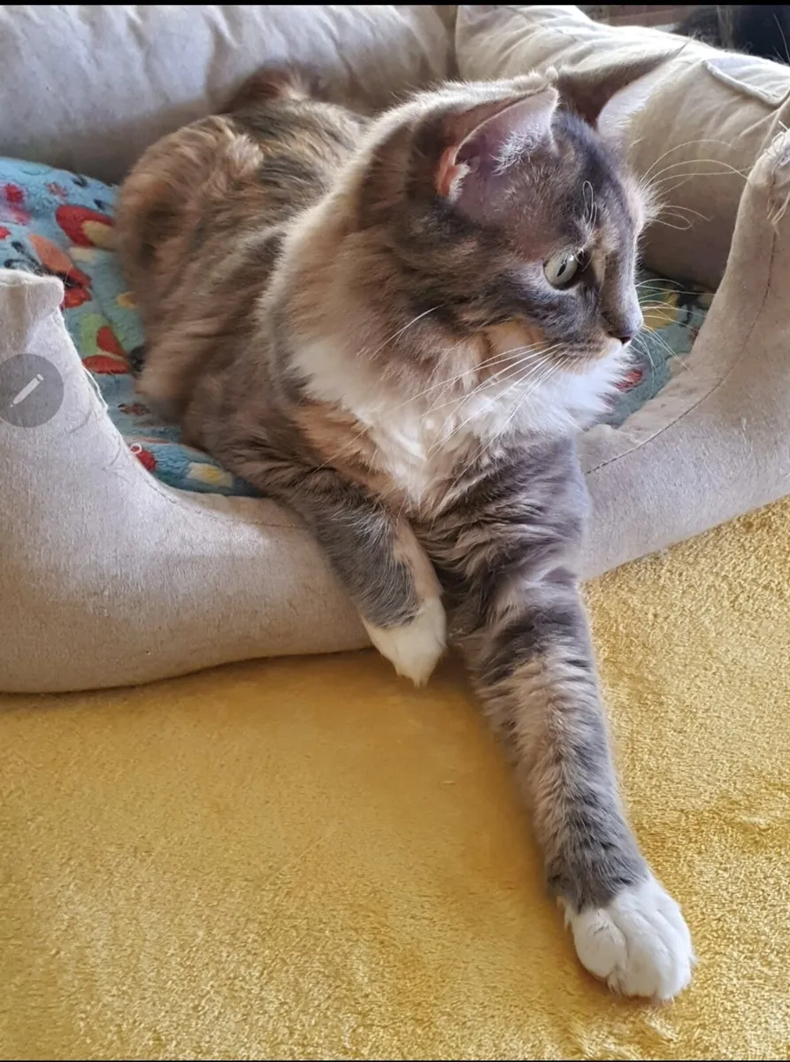 Lap Cat - Young RagCoon cat and her mother ❤️ - Image 3